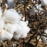 cotton